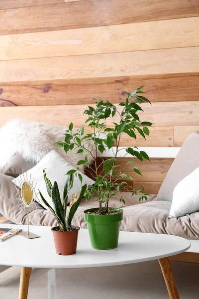 木製の壁の近くに野生の観葉植物やソファ付きのテーブル — ストック写真