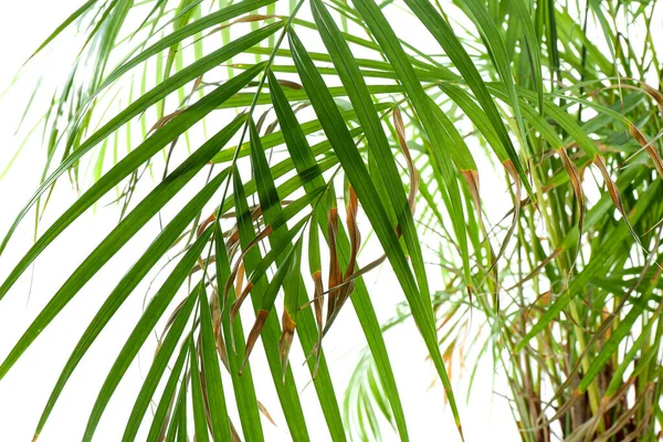 Palmera Marchita Sobre Fondo Blanco Primer Plano — Foto de Stock