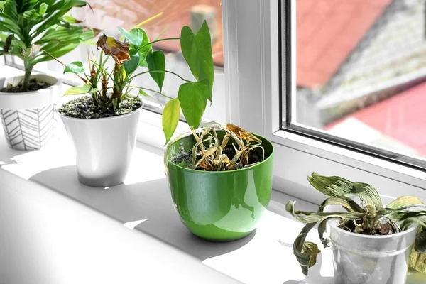 Wilted Houseplants Windowsill Room — Stok fotoğraf
