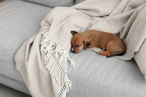 Cute Puppy Sleeping Sofa Home — Stock Photo, Image