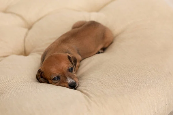Cute Puppy Resting Cushion Home — Stock Photo, Image