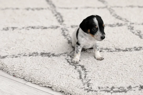 Bonito Filhote Cachorro Engraçado Sentado Tapete Casa — Fotografia de Stock