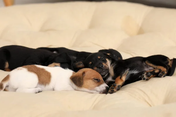 Cute Puppies Sleeping Cushion Home — Photo