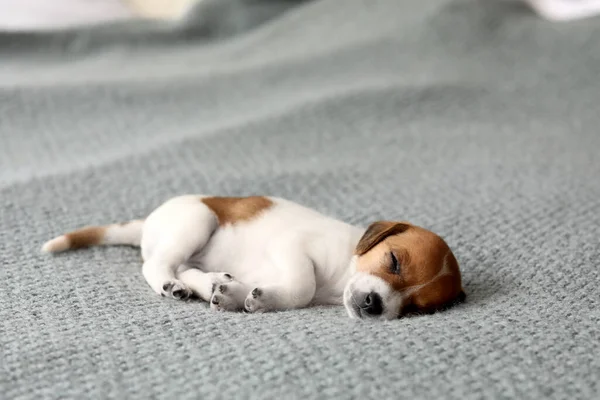 Cute Puppy Sleeping Sofa — Stock Photo, Image