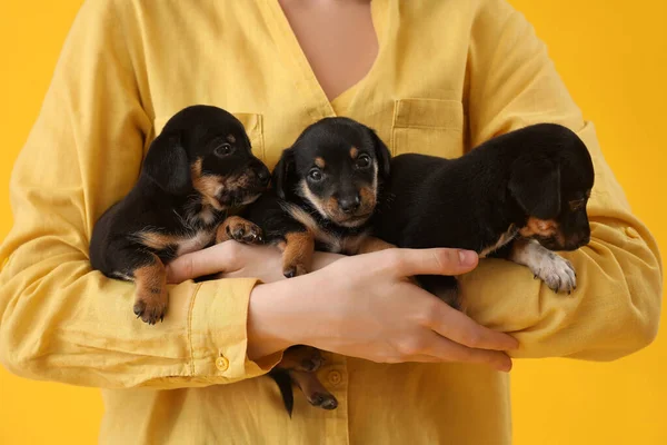 Woman Cute Puppies Yellow Background — стоковое фото