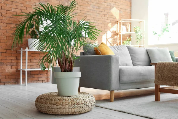 舒适的沙发和棕榈树客厅的内部 — 图库照片