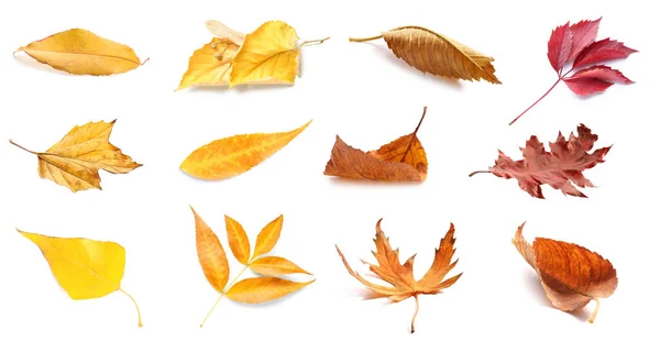 Set Many Autumn Leaves Isolated White — Stock Photo, Image