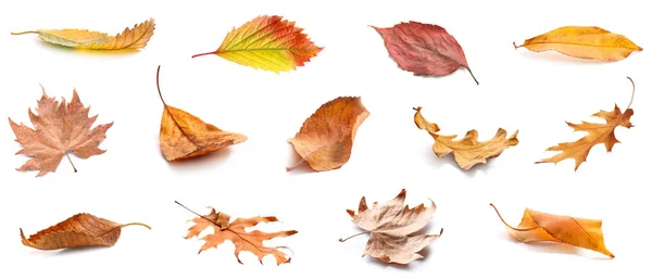 Set Many Autumn Leaves Isolated White — Stock Photo, Image