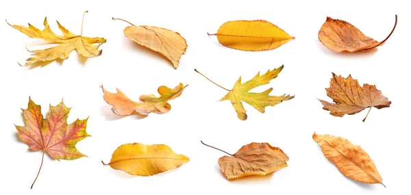 Set Different Autumn Leaves Isolated White — Stock Photo, Image