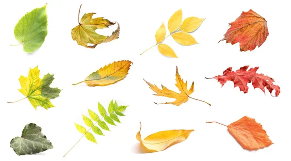 Set Colorful Autumn Leaves Isolated White — Stock Photo, Image