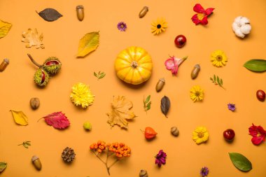 Renkli arkaplanda doğal orman dekoru, çiçekler ve balkabağı bileşimi