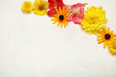 Hafif arkaplanda sonbahar çiçekleri