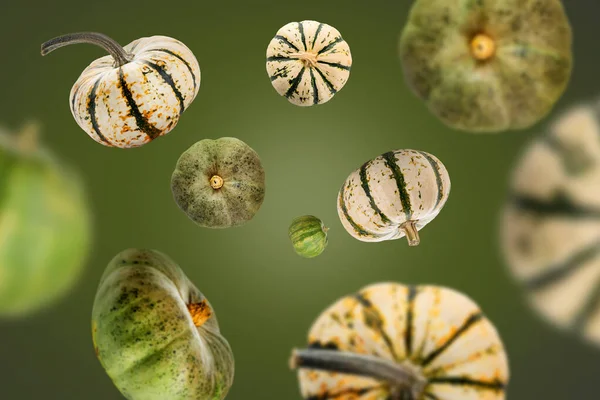 Many flying pumpkins on green background