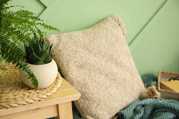 Small Houseplant Table Green Wall Closeup — Stock Photo, Image