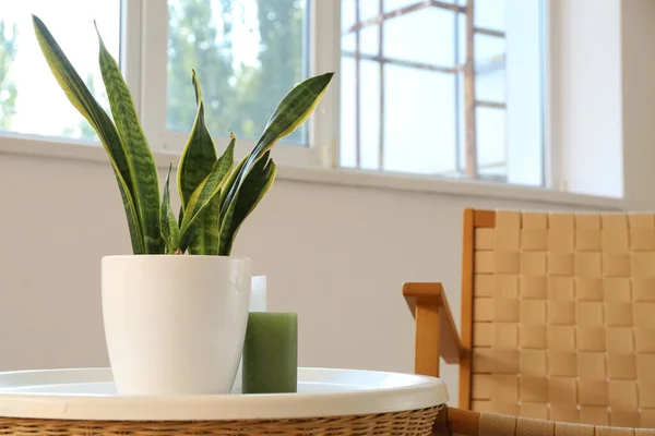 Table with snake plant and candle in light living room, closeup