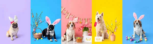 Set Von Niedlichen Hunden Mit Hasenohren Und Ostereiern Auf Buntem — Stockfoto