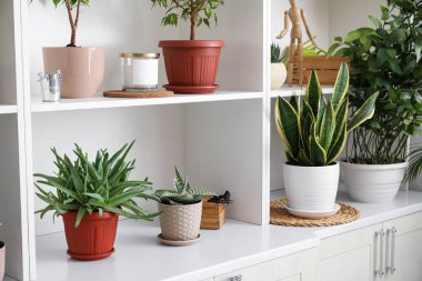 Odasında farklı ev bitkileri olan beyaz raf ünitesi.