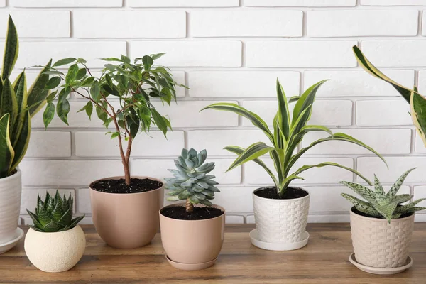 Plantas Sala Diferentes Mesa Perto Parede Tijolo Branco — Fotografia de Stock