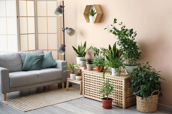 Interior Stylish Living Room Houseplants Sofa Stepladder — Stock Photo, Image