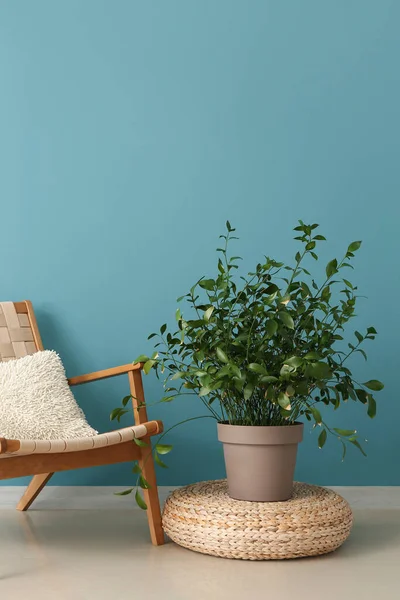 Zöld Házi Növény Rattan Pouf Karosszék Közelében Kék Fal — Stock Fotó