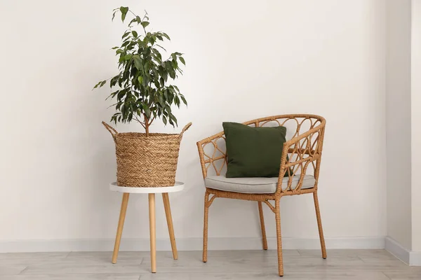 Basket Houseplant Table Armchair Light Wall — Stock Photo, Image