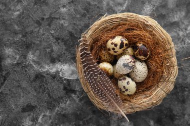 Arka planda taze bıldırcın yumurtaları olan bir yuva.