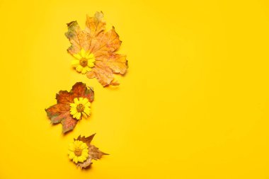 Sarı arka planda sonbahar yapraklı kasımpatı çiçekleri