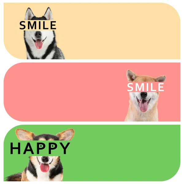 Συλλογή Από Χαρούμενα Σκυλιά Στο Φόντο Χρώμα Χώρο Για Κείμενο — Φωτογραφία Αρχείου
