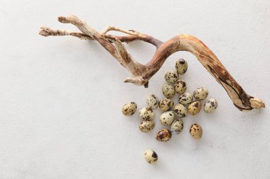 Hafif arka planda taze bıldırcın yumurtası ve ağaç dalı.