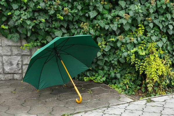Heller Regenschirm Der Nähe Von Grünem Busch Freien — Stockfoto