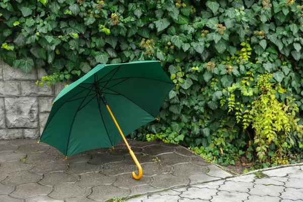 Guarda Chuva Brilhante Perto Arbusto Verde Livre — Fotografia de Stock