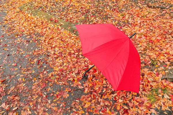 公園でスタイリッシュな明るい傘 — ストック写真