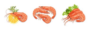 Set of tasty boiled shrimps on white background