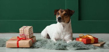 Sevimli Jack Russel Terrier ve evde Noel hediyeleri.