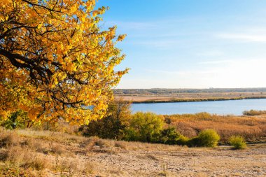 Güneşli sonbahar gününde altın yapraklı güzel bir nehir ve ağaç manzarası.