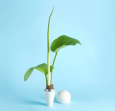 Mavi arka planda güzel ikebana sahip podyumlar