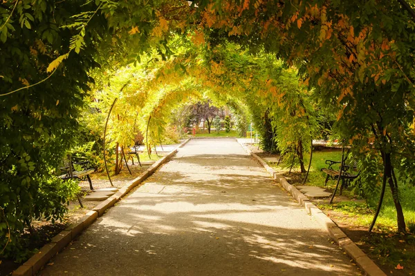 Benches Arch Made Climbing Plant Autumn Park Sunny Day — Stock Photo, Image