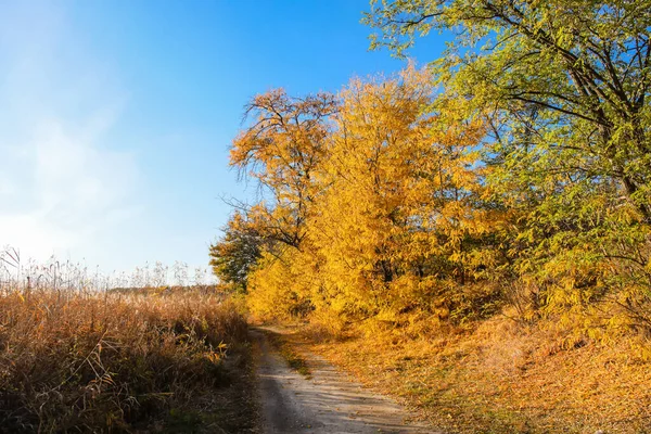Stromy Zlatými Listy Podél Cesty Slunném Podzimním Dni — Stock fotografie