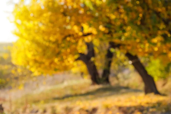 Trees Golden Leaves Autumn Forest Blurred View — Stock Photo, Image