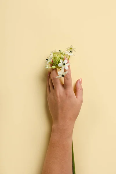 Female Hand Beautiful Flowers Beige Background — Stock Photo, Image