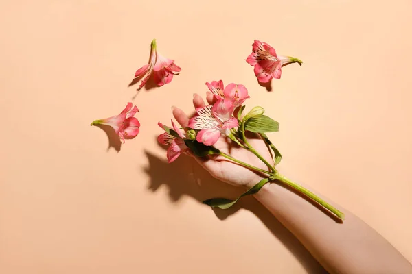 Female Hand Beautiful Alstroemeria Flowers Beige Background — Stock Photo, Image