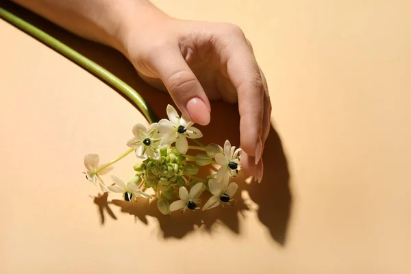 Female hand and beautiful flowers on beige background, closeup