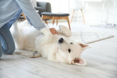 Kadın, beyaz köpeğine evde ilk yardım yapıyor.