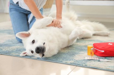 Kadın, beyaz köpeğine evde ilk yardım yapıyor.