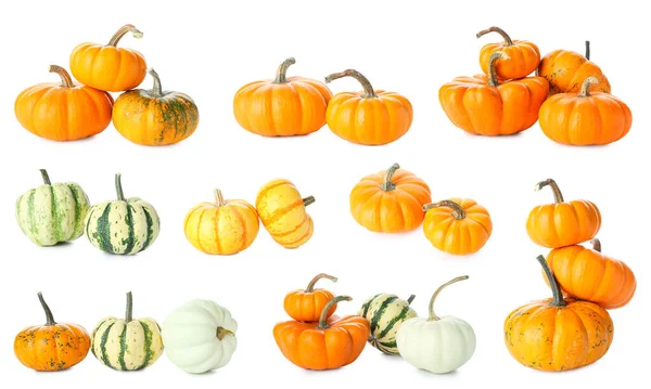 Set Fresh Pumpkins White Background — Stock Photo, Image