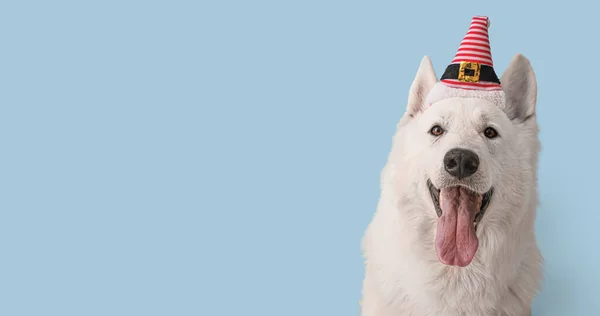 Cão Branco Bonito Chapéu Santa Fundo Azul Claro Com Espaço — Fotografia de Stock