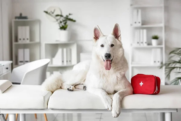 Cane Pastore Bianco Con Kit Pronto Soccorso Sul Divano Clinica — Foto Stock