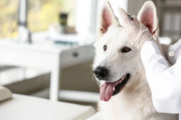 診療所で犬の耳を調べる女性獣医師 — ストック写真