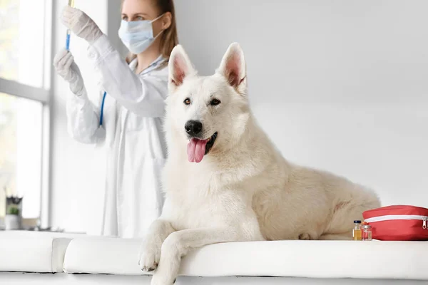 Beyaz Çoban Köpeği Veteriner Kliniğinde Kanepede Yatıyor — Stok fotoğraf