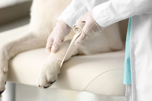 Kvinna Veterinär Bandaging Hundtass Kliniken Närbild — Stockfoto